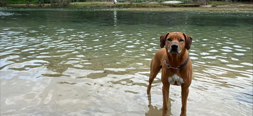 Dog in manly lagoon