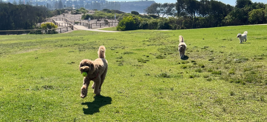 Three dogs at Mona Vale headland