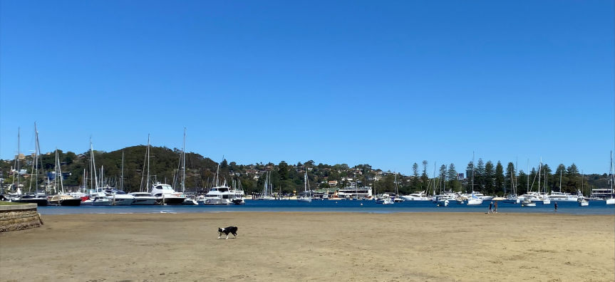 Black dog on Sandy Bay