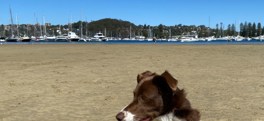 brown and white border collie on sand