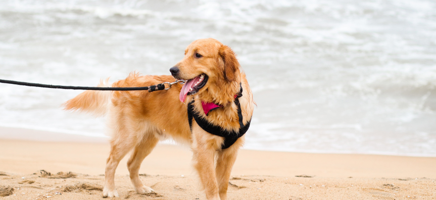 Labrador on beach with leash