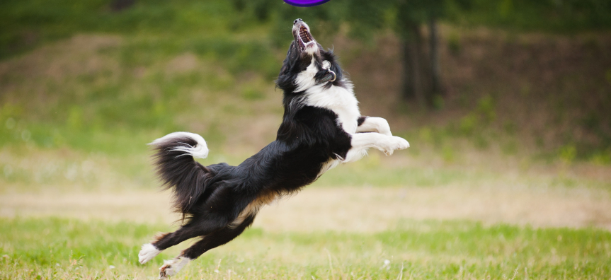 dog jumping to get frisbee