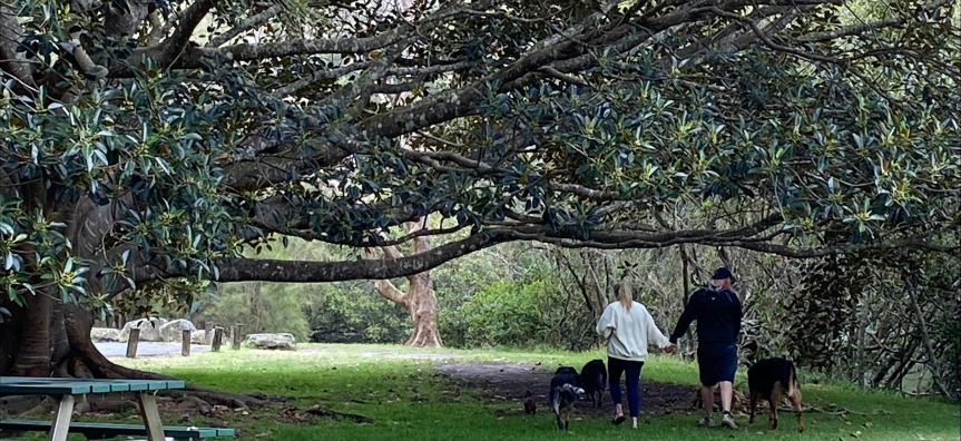 two adults holding hands walking away form camera with dogs around them 