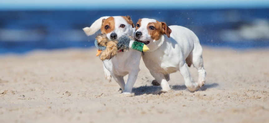 Two small white and tan dogs running on sand 
