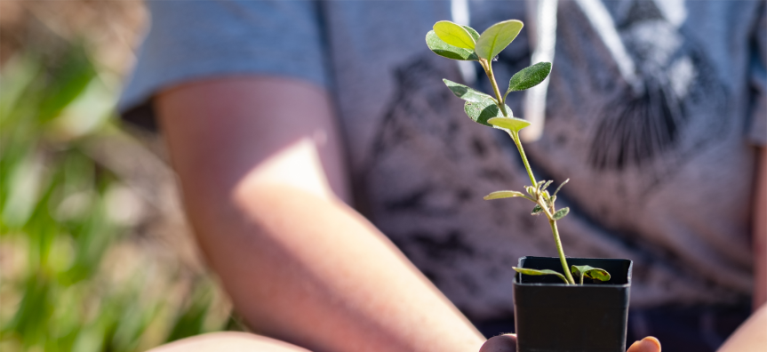 Person holding a pot plant