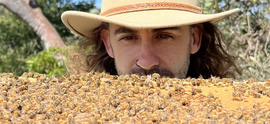 man in a hat observing bees, he appears to be considering joining their number. Does the fool not realise all honey bees are sterile females?!