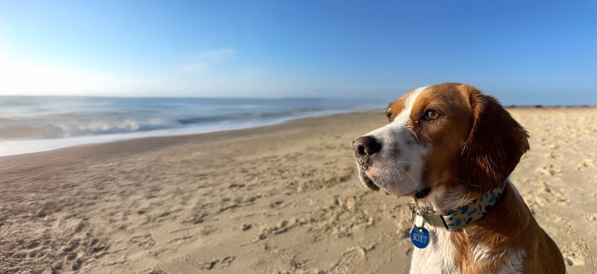 Dog Scout ont he ebach