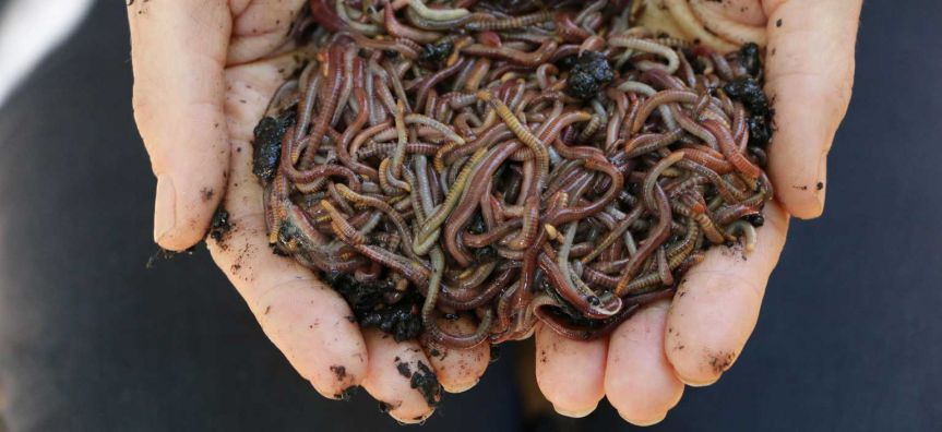 Worms_in_your_hands.jpg