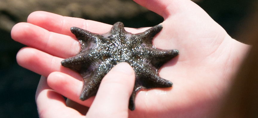 starfish.jpeg
