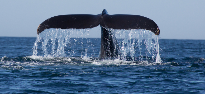 Whale_tail.jpg