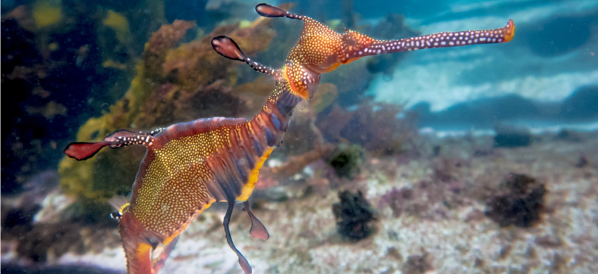 weedy_seadragon.jpg