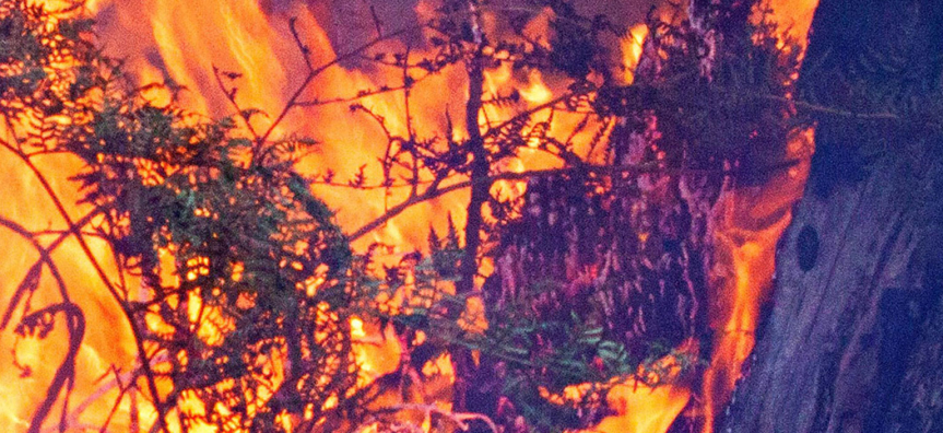 fire-webtile.jpg