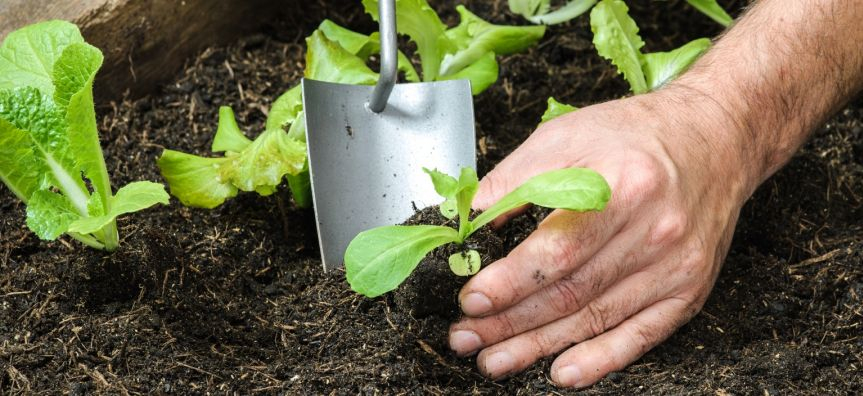 Community gardening.jpg