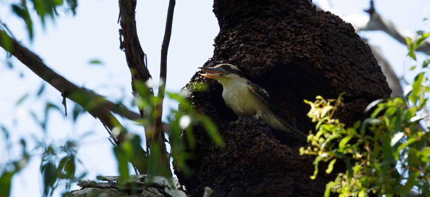 kookaburra.jpg