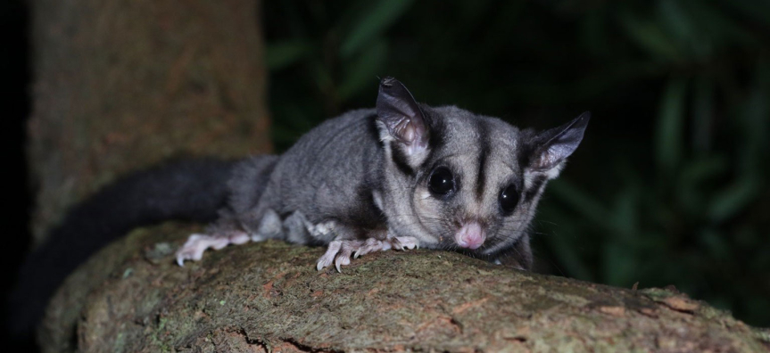 sugar-glider.jpg