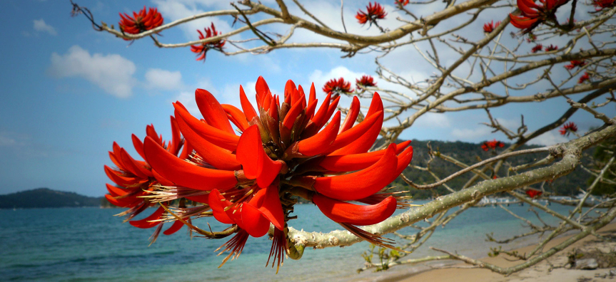 coral-tree-webtile.jpg