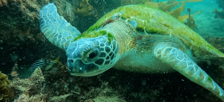 Green_Sea_Turtle_still_1.jpg