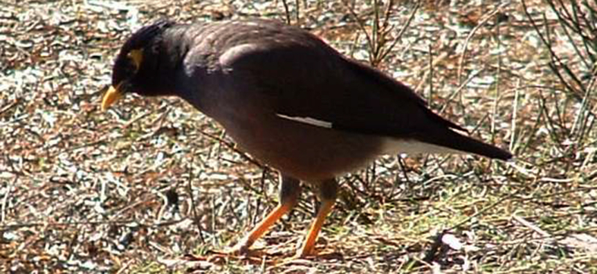 Indian-Myna.jpg