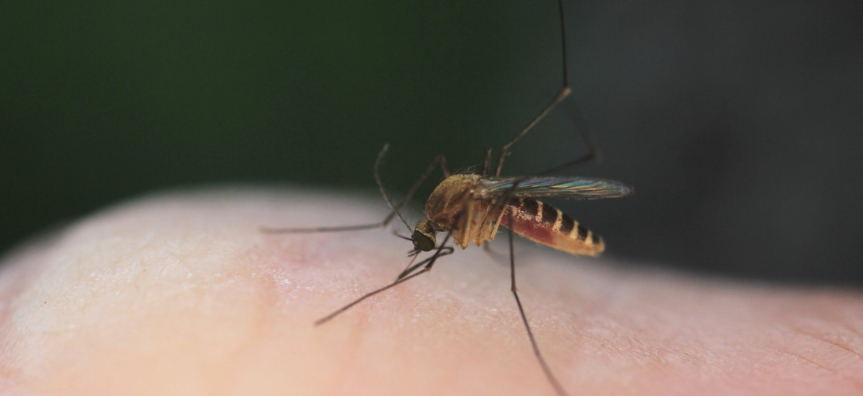 Culex_orbostiensis_mosquito_DrcameronEwebb_webwide.jpg