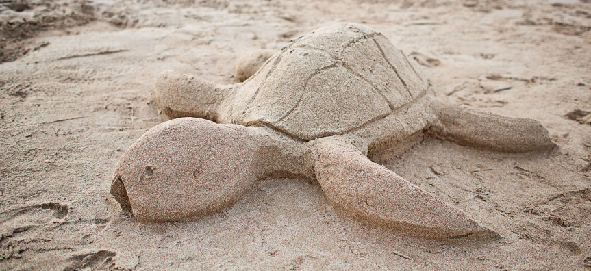 sand-turtle.jpg