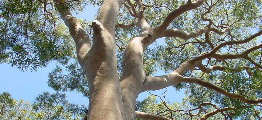 angophora-costata-webtile.jpg