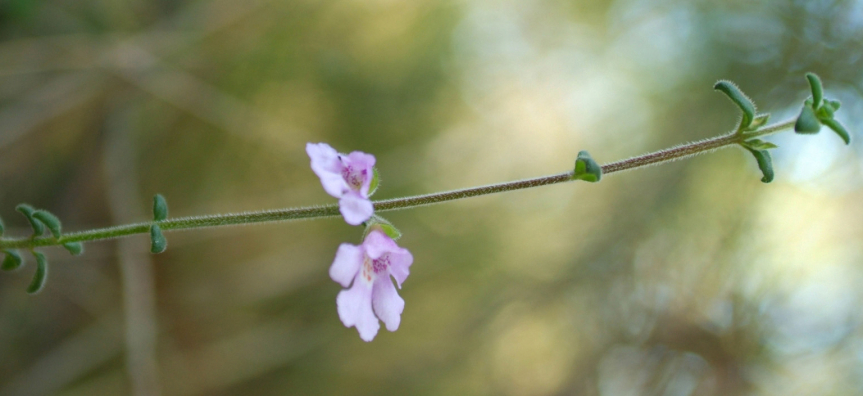 mint-bush_0.jpg