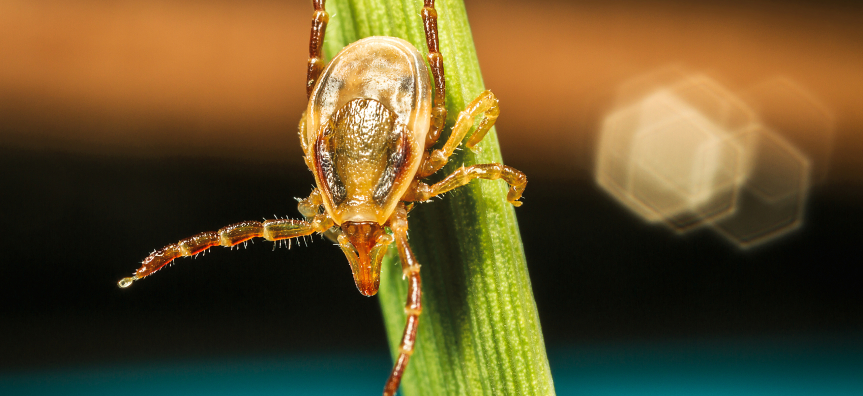 Ixodes_holocyclus_female_Stephen_Doggett.jpg