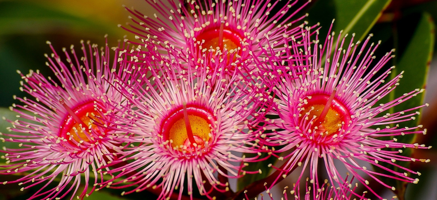 eucalyptus-flowers-2348353_1920.jpg