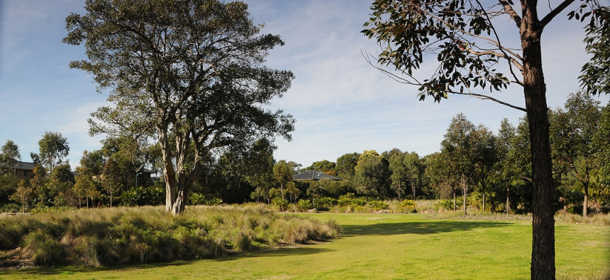 tree-management-public-land1.jpg