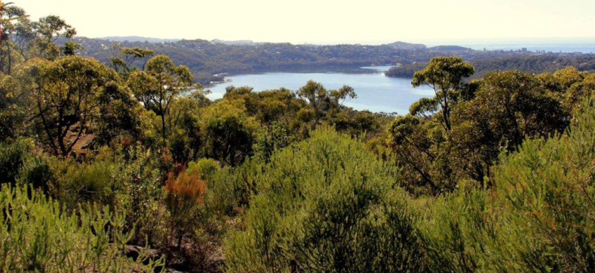 Threatened Ecological Communities | Northern Beaches Council