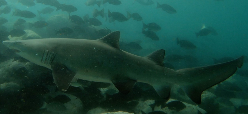 grey-nurse-shark-webtile.jpg