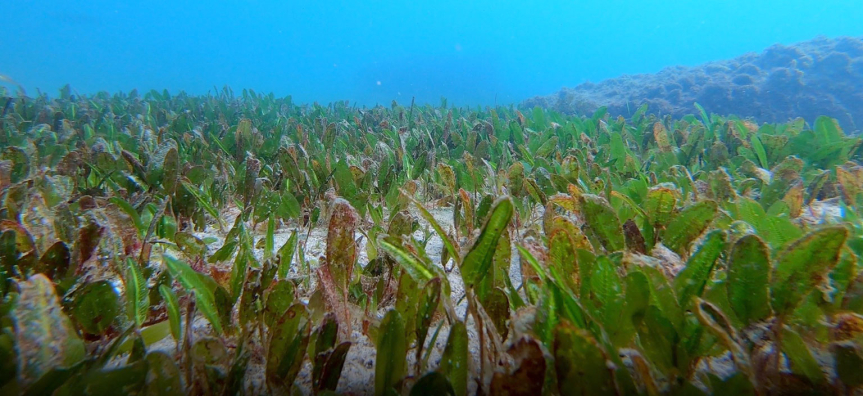 seagrass-webtile.jpg