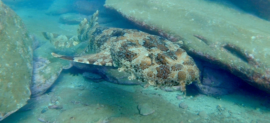 wobbegong-webtile.jpg