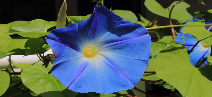 morning-glory-webtile.jpg