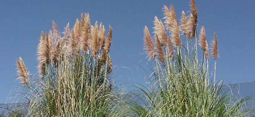 pampas-grass.jpg