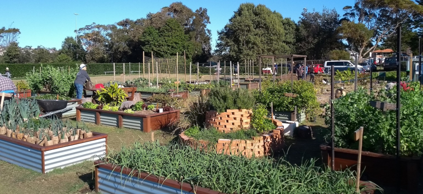 CurlyCommunityGarden.jpg