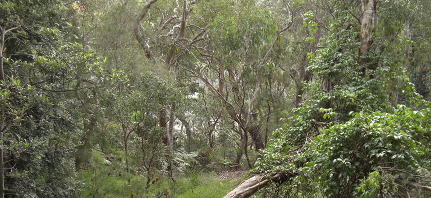 bluegum-reserve-webtile.jpg