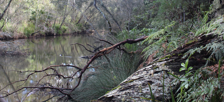 middle-creek-reserve-webtile.jpg