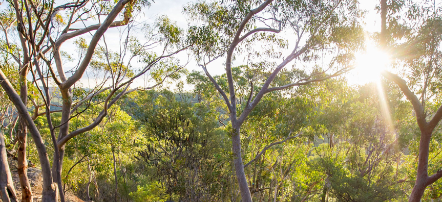 anembo-bushland-webtile.jpg