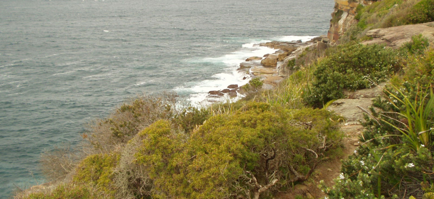 curl-curl-headland-reserve-webtile.jpg