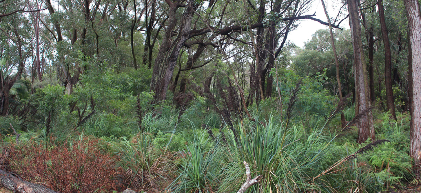 stmatthews-farm-bushland-webtile.jpg