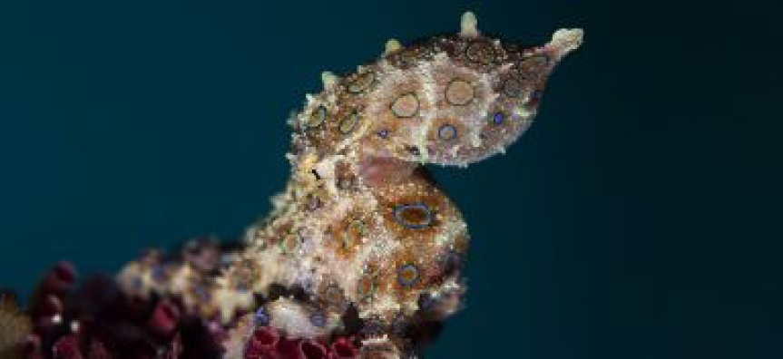 Blue-ringed Octopus.jpg
