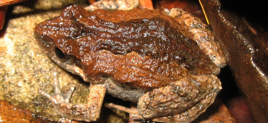 common-eastern-froglet.jpg