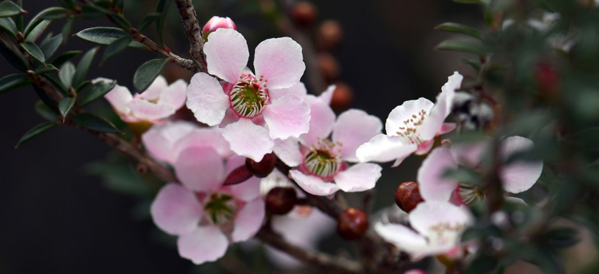 peach-blossom-webtile.jpg