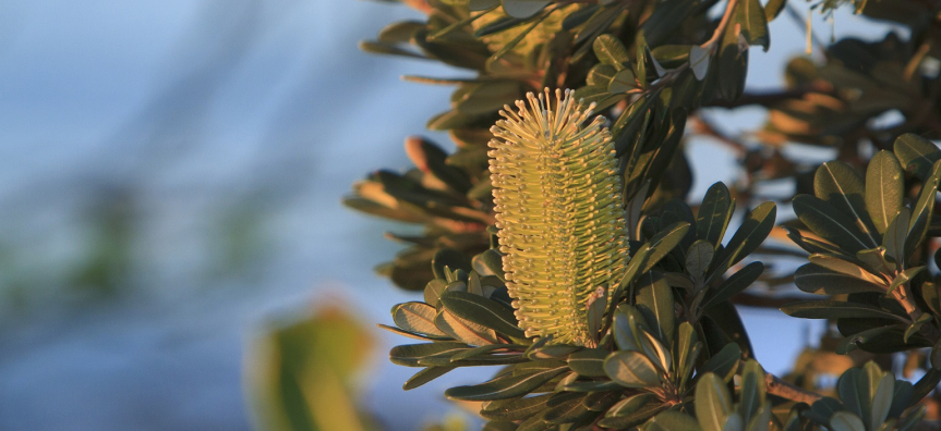 coastal_banksia.jpg