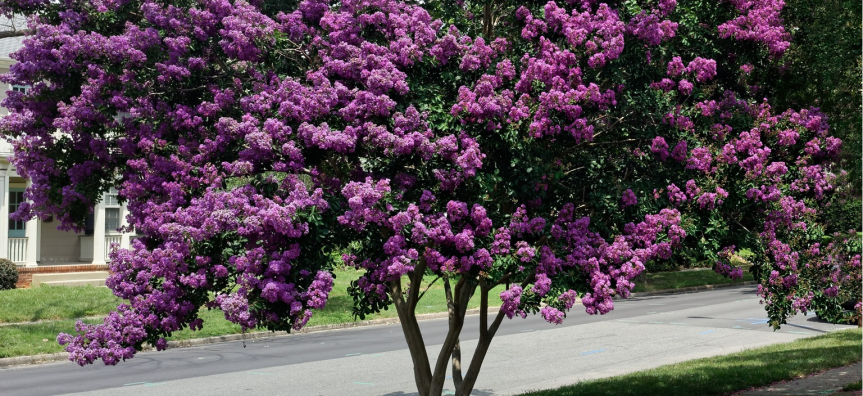 crepe_myrtle.jpg