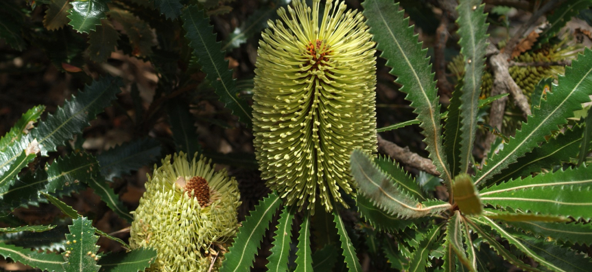 old_man_banksia.jpg