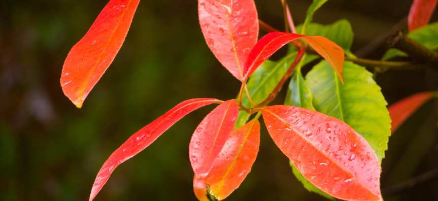 Photinia.jpg