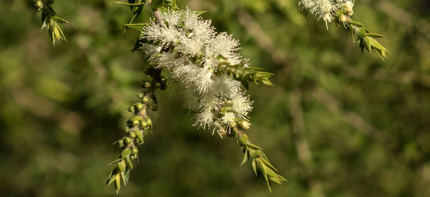 prickly-leaved-paperbark-webtile.jpg