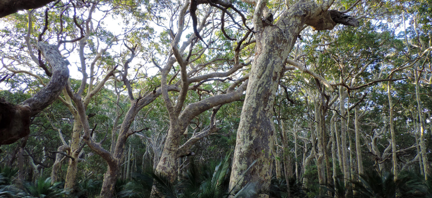 spotted-gum-webtile.jpg